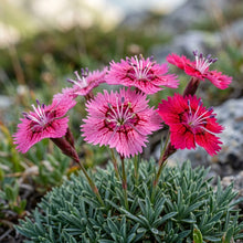 Dianthus Haematocalyx Pindicola Flower Seeds For Planting