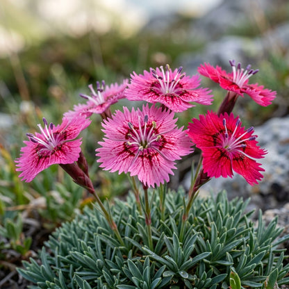 Dianthus Haematocalyx Pindicola Flower Seeds For Planting