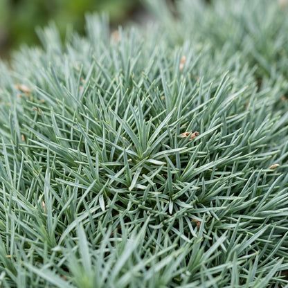 Dianthus Haematocalyx Pindicola Flower Seeds For Planting