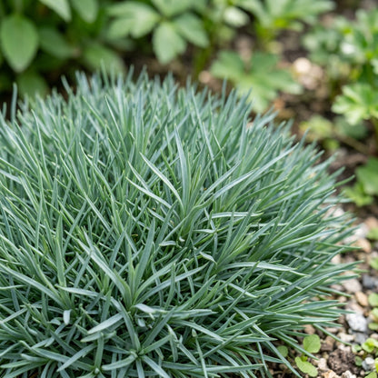 Dianthus Dancing Geisha Flower Seeds For Planting
