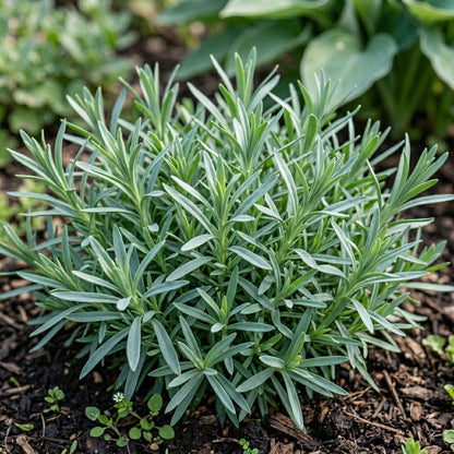 Dianthus F1 Grace Double Mixed Hybrid Seeds