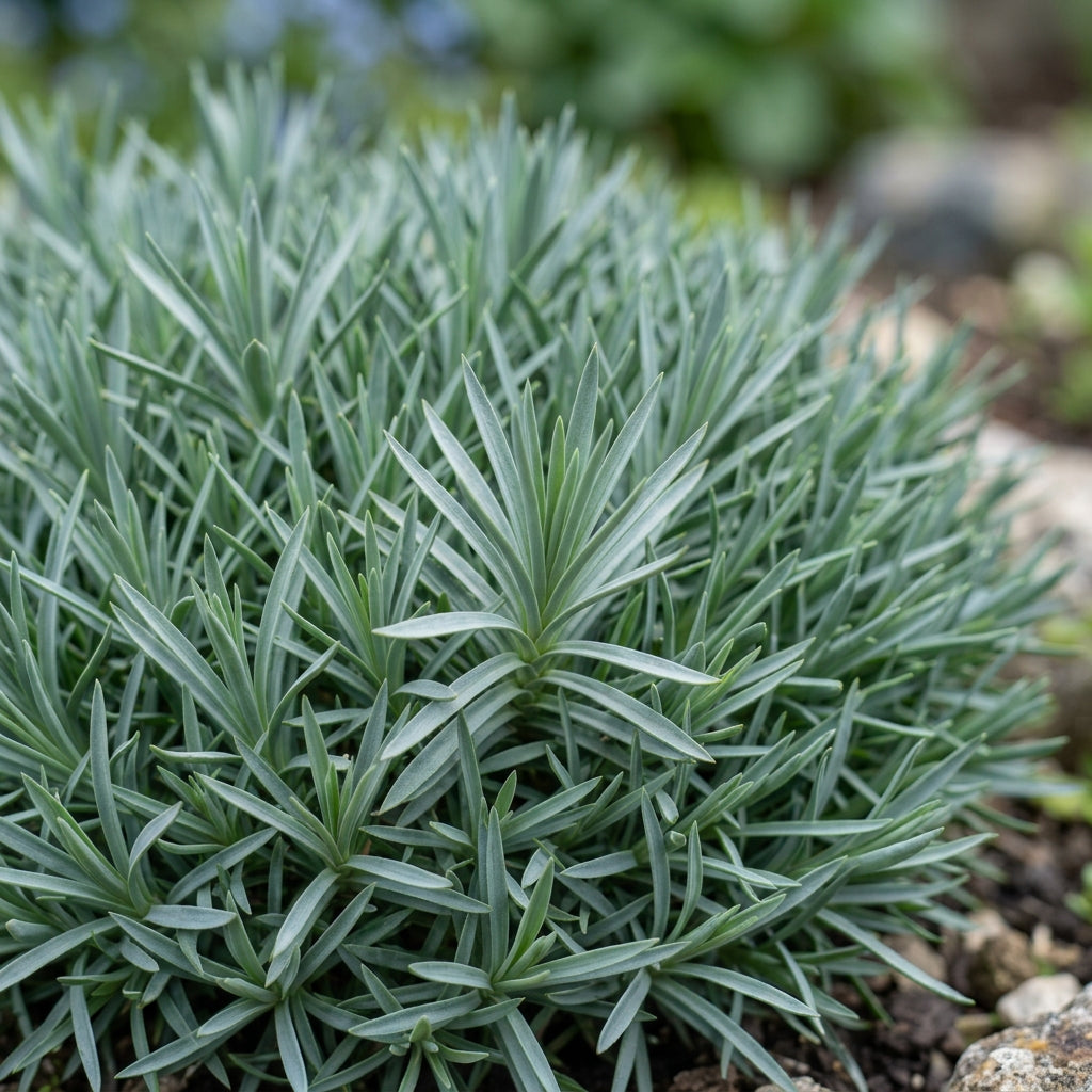 Dianthus Badenia Flower Seeds