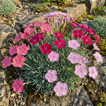 Dianthus Caesius Flower Seeds