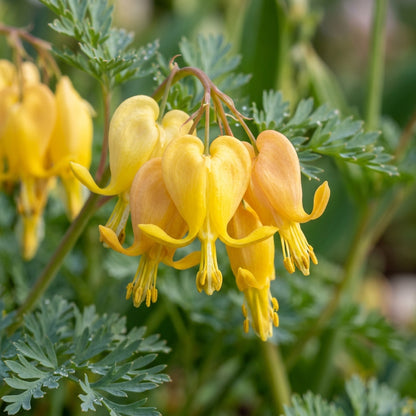 Dicentra Torulosa Flower Seeds