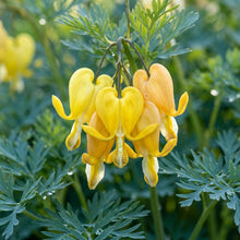 Dicentra Torulosa Flower Seeds