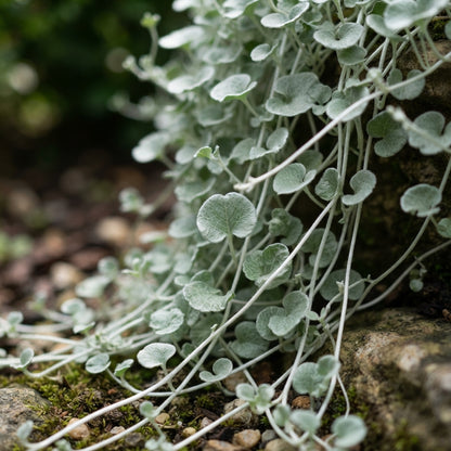 Dichondra repens Silver Falls Seeds for Planting