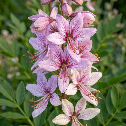 Dictamnus Albus Var Caucasicus Flower Seeds