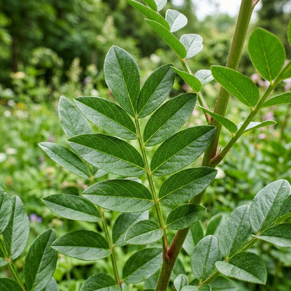 Dictamnus Albus Var Caucasicus Flower Seeds