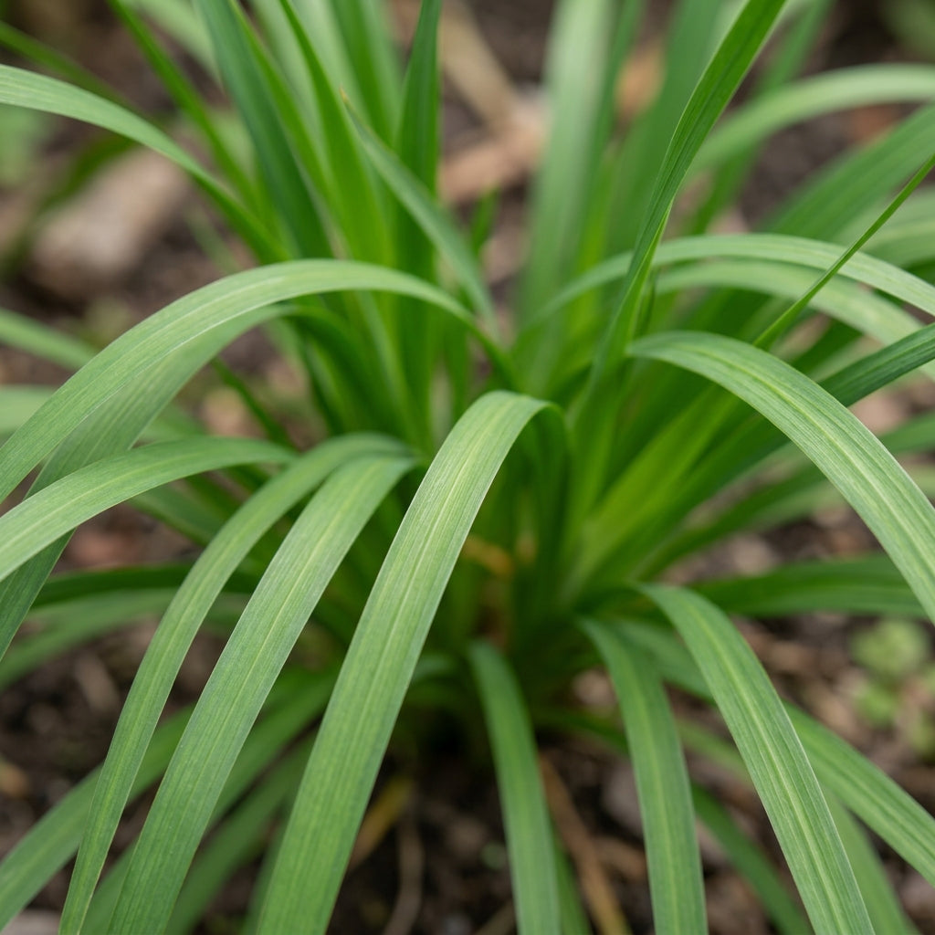 Dierama 'Ripe Cherries' Flower Seeds for Planting