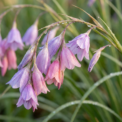 Dierama Ambiguum Flower Seeds