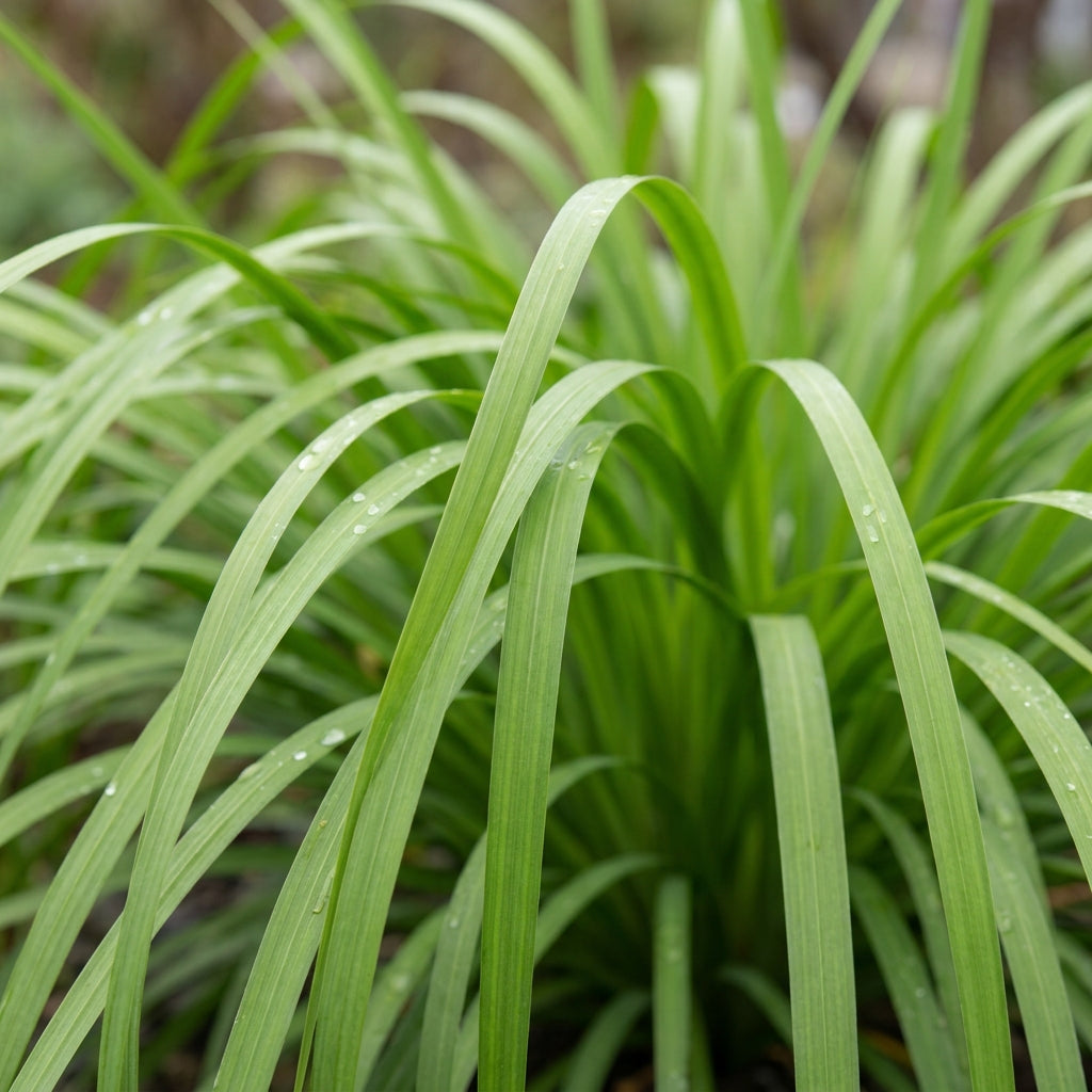 Dierama Ambiguum Flower Seeds
