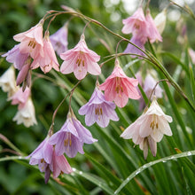 Dierama Fairy Wands Flower Seeds