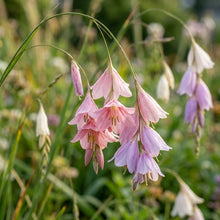 Dierama Fairy Wands Flower Seeds