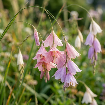 Dierama Fairy Wands Flower Seeds