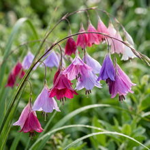 Dierama World Jewels Flower Seeds