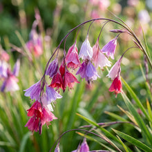 Dierama World Jewels Flower Seeds