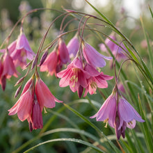 Dierama Nixonianum Seeds for Garden Planting