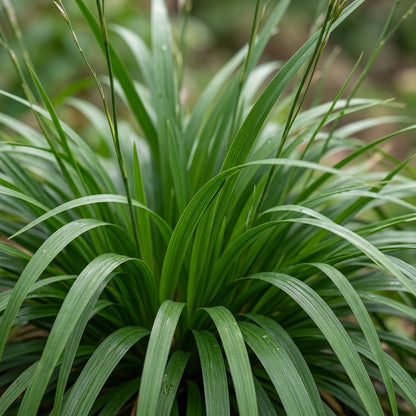 Dierama Nixonianum Seeds for Garden Planting
