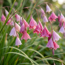 Dierama Sertum Flower Seeds
