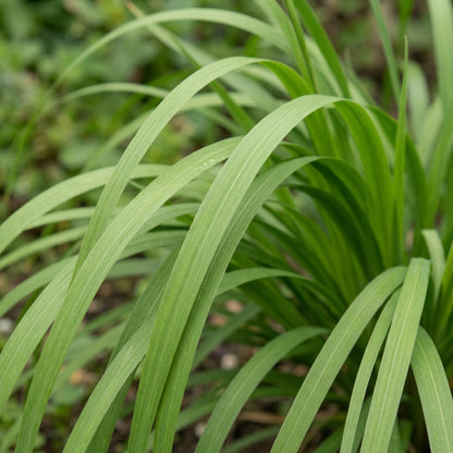 Dierama Sertum Flower Seeds