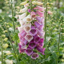 Digitalis Foxy Mixed Colors Flower Seeds