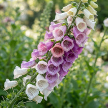 Digitalis Foxy Mixed Colors Flower Seeds