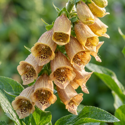 Digitalis Laevigata Flower Seeds - Foxglove Flower Seeds for Garden