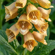 Digitalis Laevigata Flower Seeds - Foxglove Flower Seeds for Garden