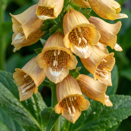 Digitalis Laevigata Flower Seeds - Foxglove Flower Seeds for Garden