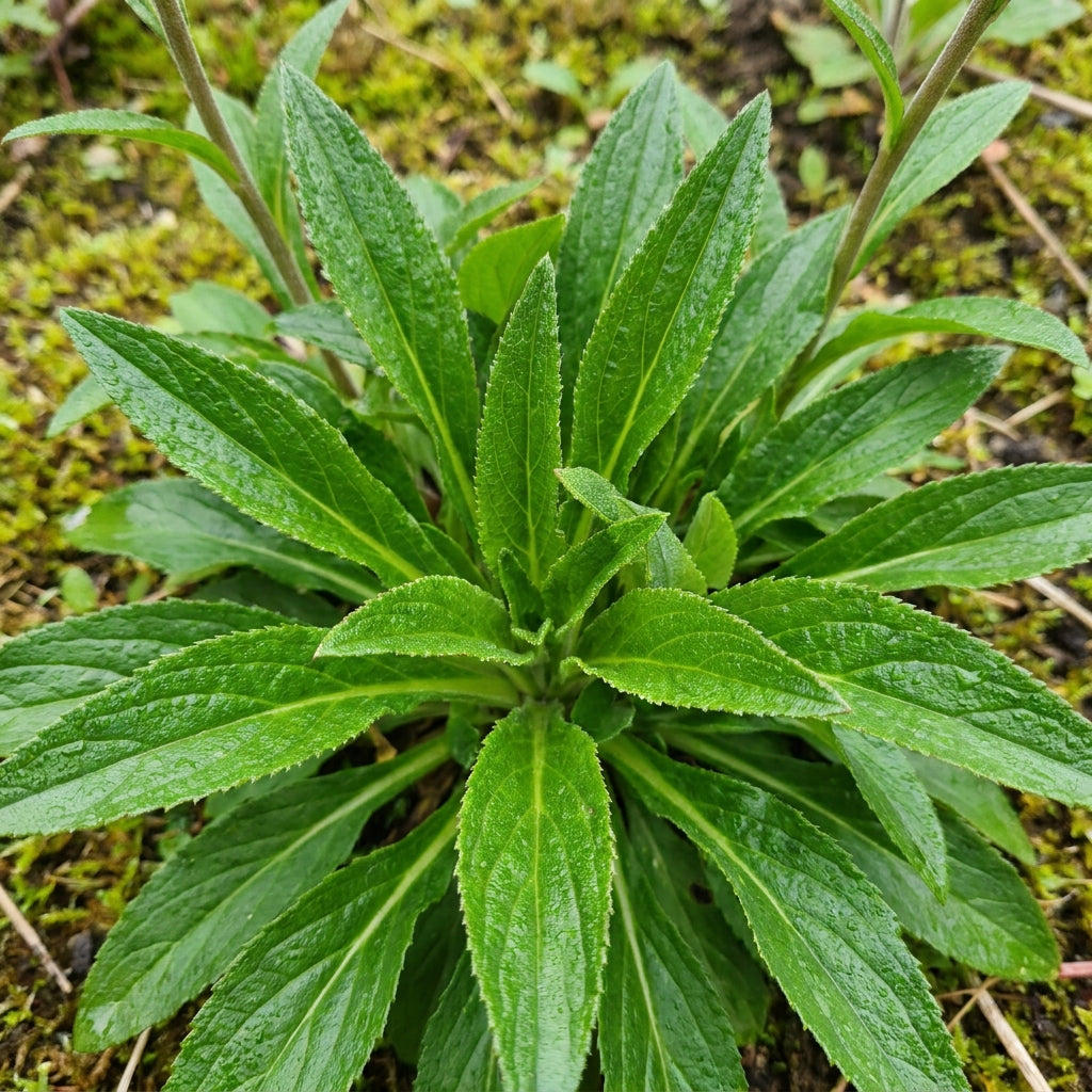 Digitalis Laevigata Flower Seeds - Foxglove Flower Seeds for Garden