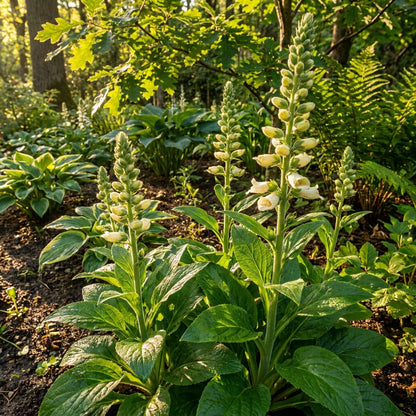 Digitalis Laevigata Flower Seeds - Foxglove Flower Seeds for Garden