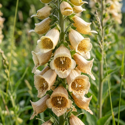 Digitalis Lanata Seeds for Garden Planting