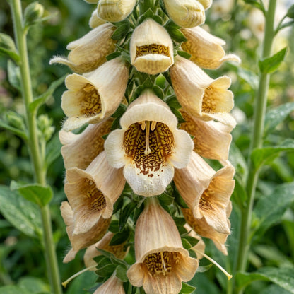 Digitalis Lanata Seeds for Garden Planting