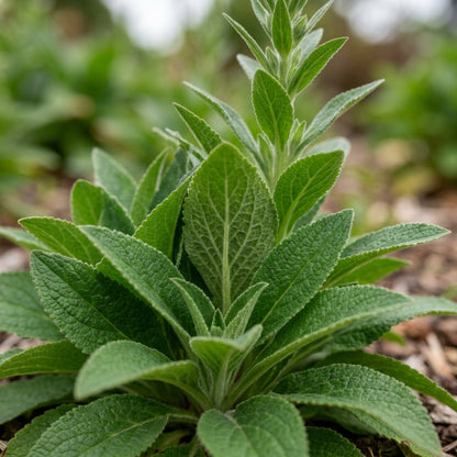 Digitalis Lanata Seeds for Garden Planting