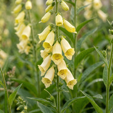 Digitalis Lutea Flower Seeds - Yellow Foxglove Flower Seeds for Garden