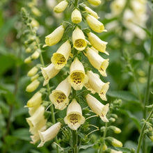 Digitalis Lutea Flower Seeds - Yellow Foxglove Flower Seeds for Garden