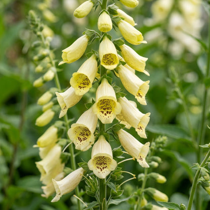 Digitalis Lutea Flower Seeds - Yellow Foxglove Flower Seeds for Garden