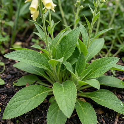 Digitalis Lutea Flower Seeds - Yellow Foxglove Flower Seeds for Garden