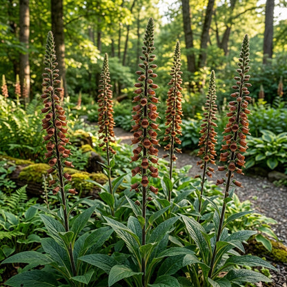 Digitalis Parviflora Flower Seeds - Foxglove Flower Seeds for Garden