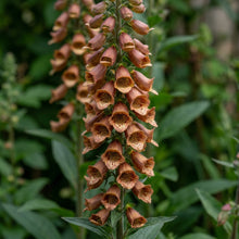 Digitalis Parviflora Flower Seeds - Foxglove Flower Seeds for Garden
