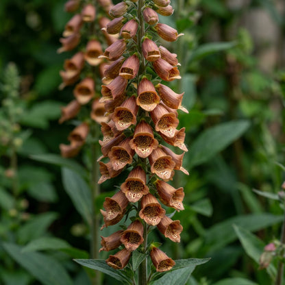 Digitalis Parviflora Flower Seeds - Foxglove Flower Seeds for Garden