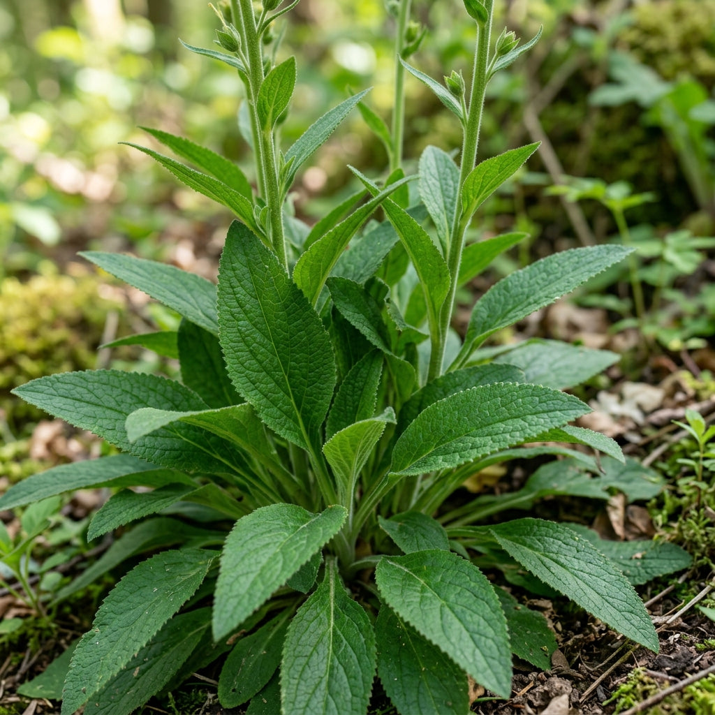 Digitalis Parviflora Flower Seeds - Foxglove Flower Seeds for Garden