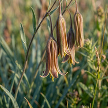 Dipcadi Serotinum Flower Seeds For Planting