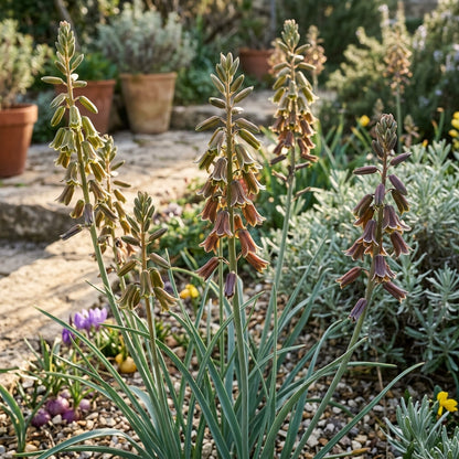 Dipcadi Serotinum Flower Seeds For Planting