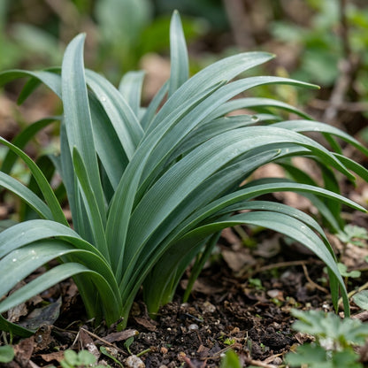 Dipcadi Serotinum Flower Seeds For Planting