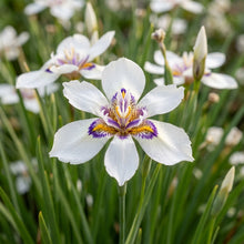Diplarrhena Moraea Flower Seeds For Planting