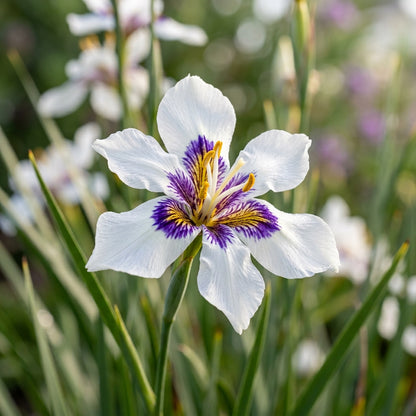 Diplarrhena Moraea Flower Seeds For Planting