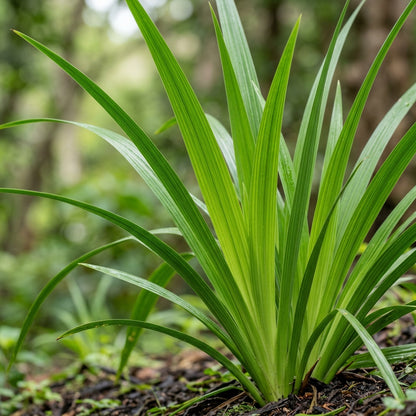 Diplarrhena Moraea Flower Seeds For Planting