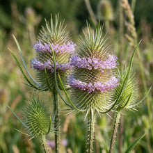 Dipsacus Fullonum Teasel Flower Seeds For Planting