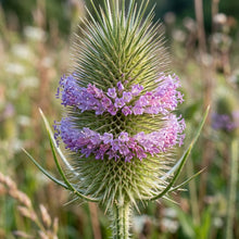 Dipsacus Fullonum Teasel Flower Seeds For Planting